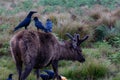 Close up picture of a flock of crows on the back of a sambar deer, Sri Lanka stock photo