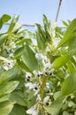 Close up picture of flowering broad bean Vicia faba in a greenhouse, selective focus Royalty Free Stock Photo