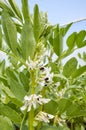 Close up picture of flowering broad bean Vicia faba in a greenhouse, selective focus Royalty Free Stock Photo