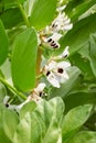 Close up picture of flowering broad bean Vicia faba, selective focus Royalty Free Stock Photo