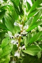 Close up picture of flowering broad bean Vicia faba, selective focus Royalty Free Stock Photo