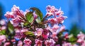 Close up picture of flowering pink plant in the home garden. Blooming apple tree. Beautiful landscape with colorful flowers. Royalty Free Stock Photo