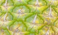 Close up picture of a fresh pineapple skin Royalty Free Stock Photo