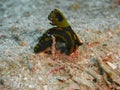 Close-up picture of Giant Nudibranch Royalty Free Stock Photo