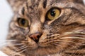 Close-up picture of ginger cat nose with selective focus, shallow depth of field and background blur