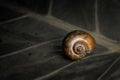 Close up picture of golden apple snail on the leaf Royalty Free Stock Photo