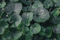 close up picture of green rounded leaves