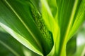 Close-up picture of green shoots of corn and leaves
