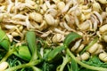 Close-up picture of green sprouted seeds of pea, bean, mung, sunseed Royalty Free Stock Photo