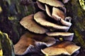 Group of fungus growing on a tree trunk Royalty Free Stock Photo