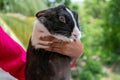 A close-up picture of a guinea pig held in a hand Royalty Free Stock Photo