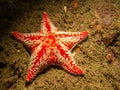 A closeup picture of a Horse star, Hippasteria phrygiana is a species of sea star, aka starfish, belonging to the family