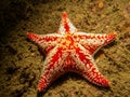 A closeup picture of a Horse star, Hippasteria phrygiana is a species of sea star, aka starfish, belonging to the family