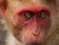 A close up picture of an Indian monkey Royalty Free Stock Photo