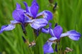 Close-up picture of iris flower, summer day Royalty Free Stock Photo