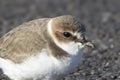 Close-up picture of Kentish plover. Royalty Free Stock Photo