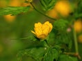 Flowers of Kerria japonica, yellow flowers bloomed on Japanese marigold bush