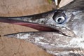 Close-up picture of a large blue marlin head, beautiful animal made for big game fishing.