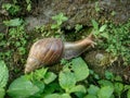 Close up picture of Lissachatina Fulica (giant African snail) on the rock with some green plant. Royalty Free Stock Photo