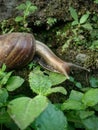 Close up picture of Lissachatina Fulica (giant African snail) on the rock with some green plant. Royalty Free Stock Photo