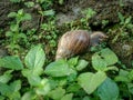 Close up picture of Lissachatina Fulica (giant African snail) on the rock with some green plant. Royalty Free Stock Photo
