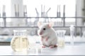 Close-up picture of a littlel white mouse on a laboratory table. Royalty Free Stock Photo