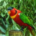 Close up picture of a Lory parrot