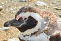 Close Up of Molting Magellanic Penguin