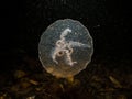 A close-up picture of a Moon jellyfish or Aurelia aurita with black seawater background Royalty Free Stock Photo