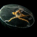 A close-up picture of a Moon jellyfish or Aurelia aurita with black seawater background Royalty Free Stock Photo