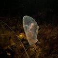 A close-up picture of a Moon jellyfish or Aurelia aurita with black seawater background Royalty Free Stock Photo