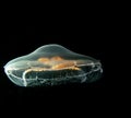 A close-up picture of a Moon jellyfish or Aurelia aurita with black seawater background Royalty Free Stock Photo