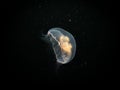 A close-up picture of a Moon jellyfish or Aurelia aurita with black seawater background Royalty Free Stock Photo
