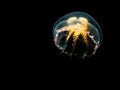 A close-up picture of a Moon jellyfish or Aurelia aurita with black seawater background Royalty Free Stock Photo