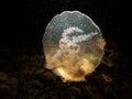 A close-up picture of a Moon jellyfish or Aurelia aurita with black seawater background Royalty Free Stock Photo