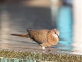 Close up picture of nice colored dove sitting on pool border