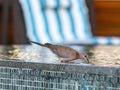 Close up picture of nice colored dove sitting on pool border