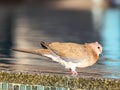 Close up picture of nice colored dove sitting on pool border