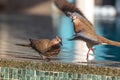 Close up picture of nice colored dove sitting on pool border