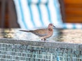 Close up picture of nice colored dove sitting on pool border