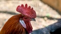 Close up picture of a nice red-crested rooster Royalty Free Stock Photo