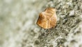 Close up picture of one brown butterfly hang on wall Royalty Free Stock Photo