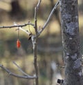 Goji berry tree in the winter