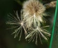 Close-up picture of overblown thistle. Fluff. Seeds