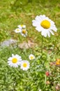 Close up picture of Oxeye daisy flower Leucanthemum vulgare