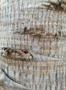 Close up picture of palm tree bark. Royalty Free Stock Photo