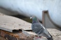 A close up picture of a pigeon Royalty Free Stock Photo