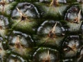 close up detail of pineapple skin food Royalty Free Stock Photo