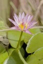 Close up picture of Pink beautiful Lotus flower at pool