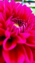 Close up picture of a pink flower.